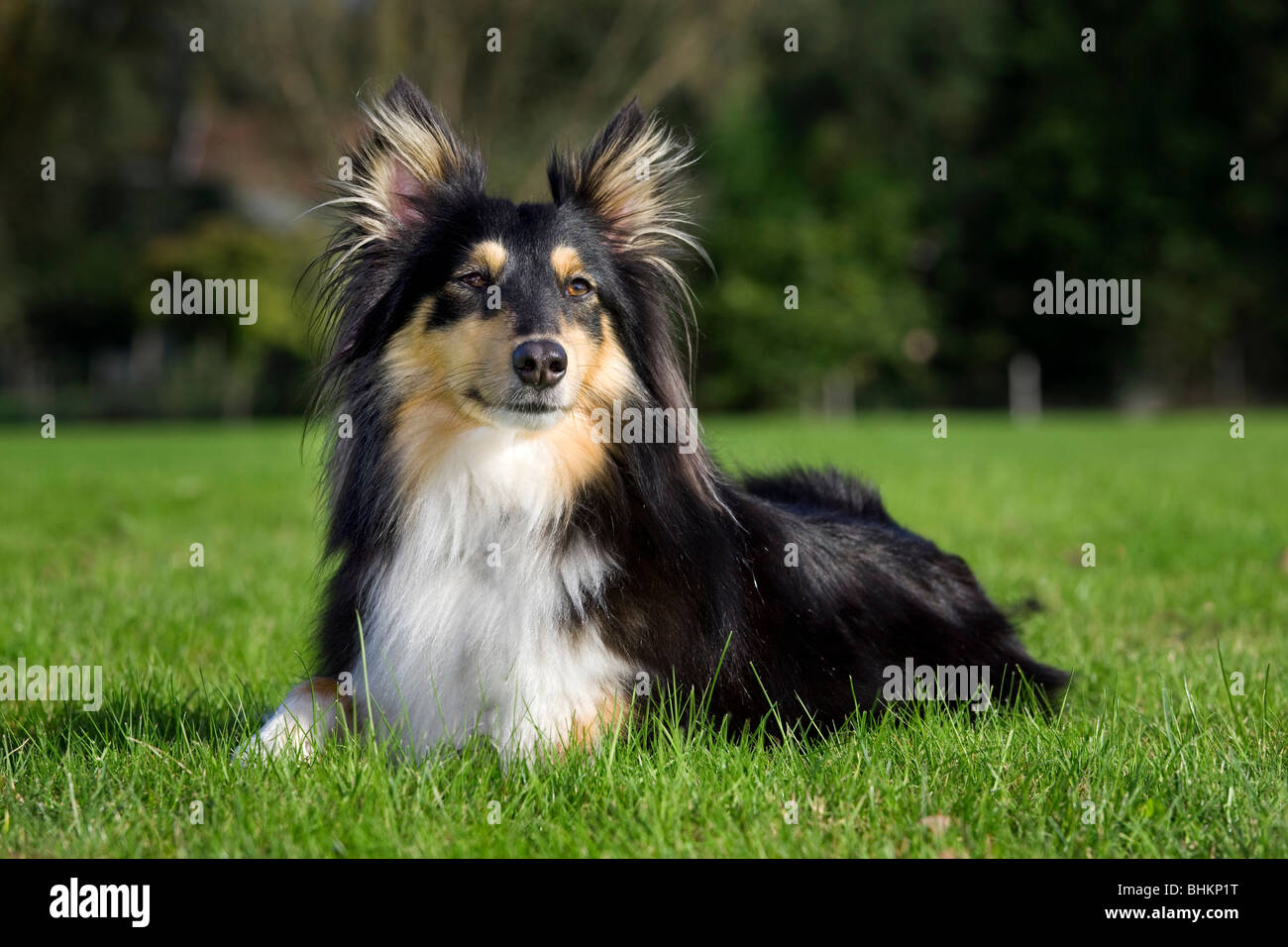 Shetland Sheepdog / collie / Sheltie (Canis lupus familiaris) in giardino Foto Stock