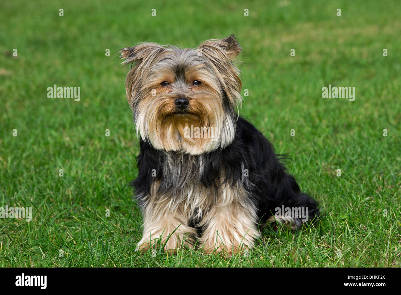 Yorkshire terrier / Yorkie (Canis lupus familiaris) in giardino Foto Stock