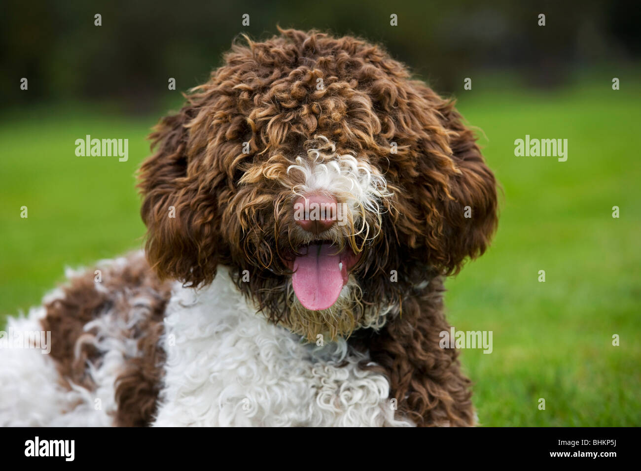 Lo spagnolo cane di acqua o Perro de Agua Espanol (Canis lupus familiaris) in giardino Foto Stock