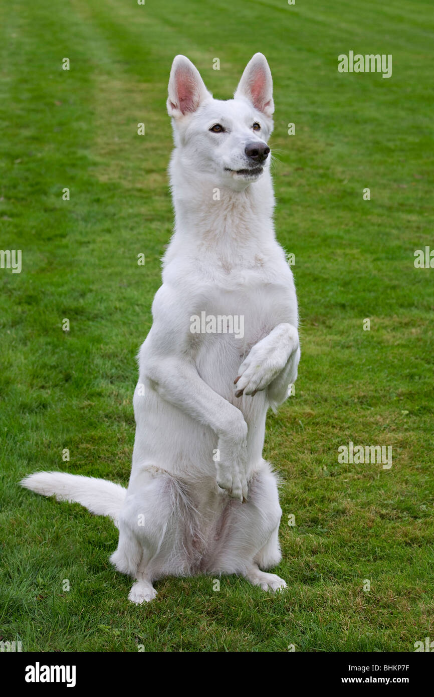 Pastore Svizzero bianco cane (Canis lupus familiaris) seduti in giardino Foto Stock