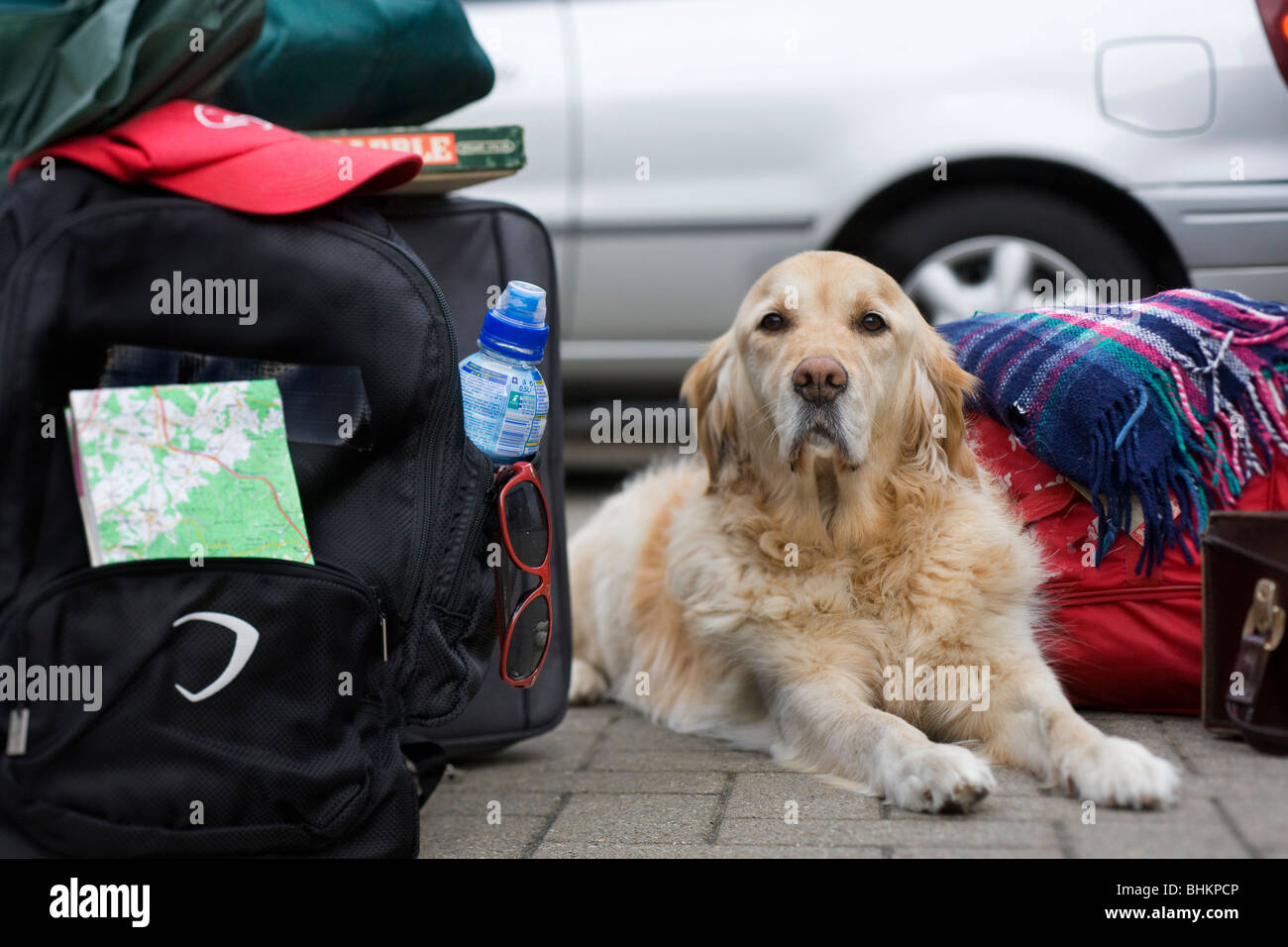 Golden Retriever (Canis lupus familiaris) custodire i bagagli Foto Stock