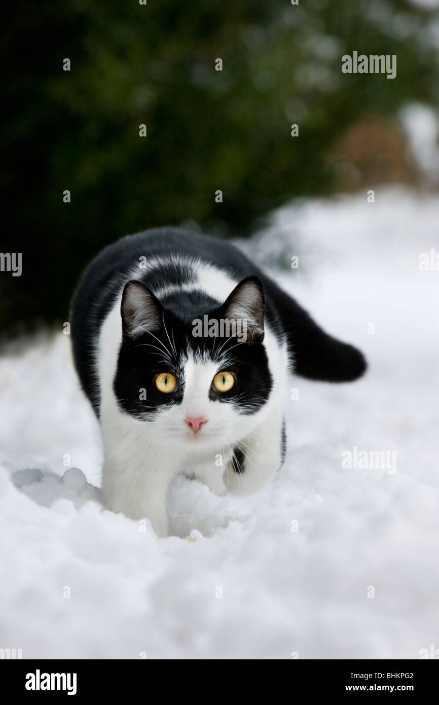 Gatto di casa (felis catus) in giardino nella neve in inverno Foto Stock