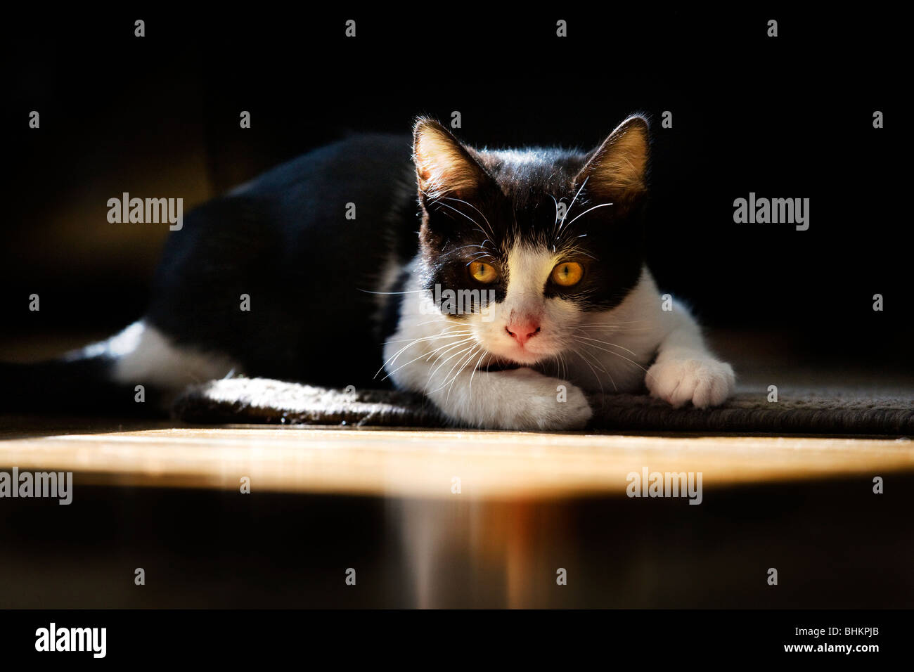 Gatto di casa (felis catus) nel soggiorno Foto Stock