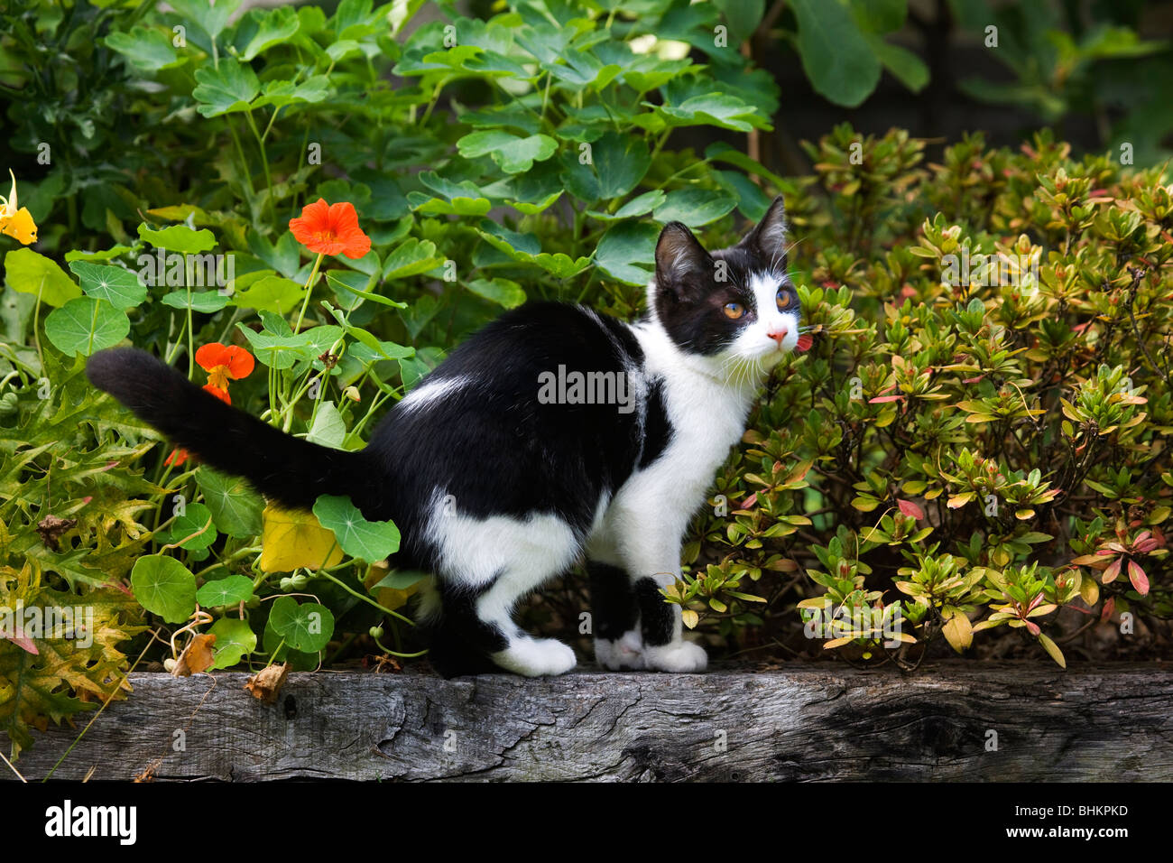 Gatto di casa (felis catus) in giardino Foto Stock