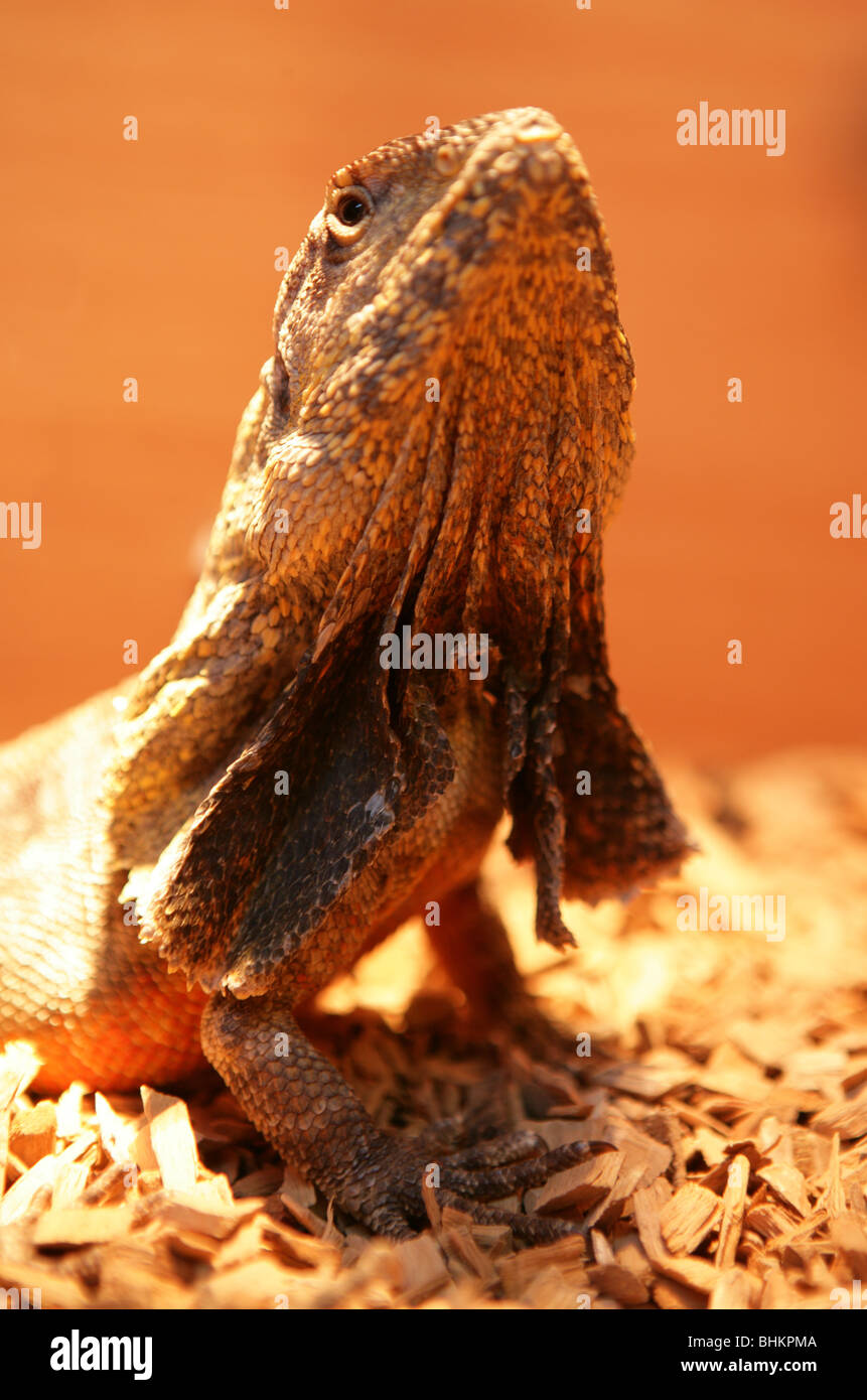 Balza di colli-lizard Chlamydosaurus kingii ritratto del maschio adulto captive, REGNO UNITO Foto Stock