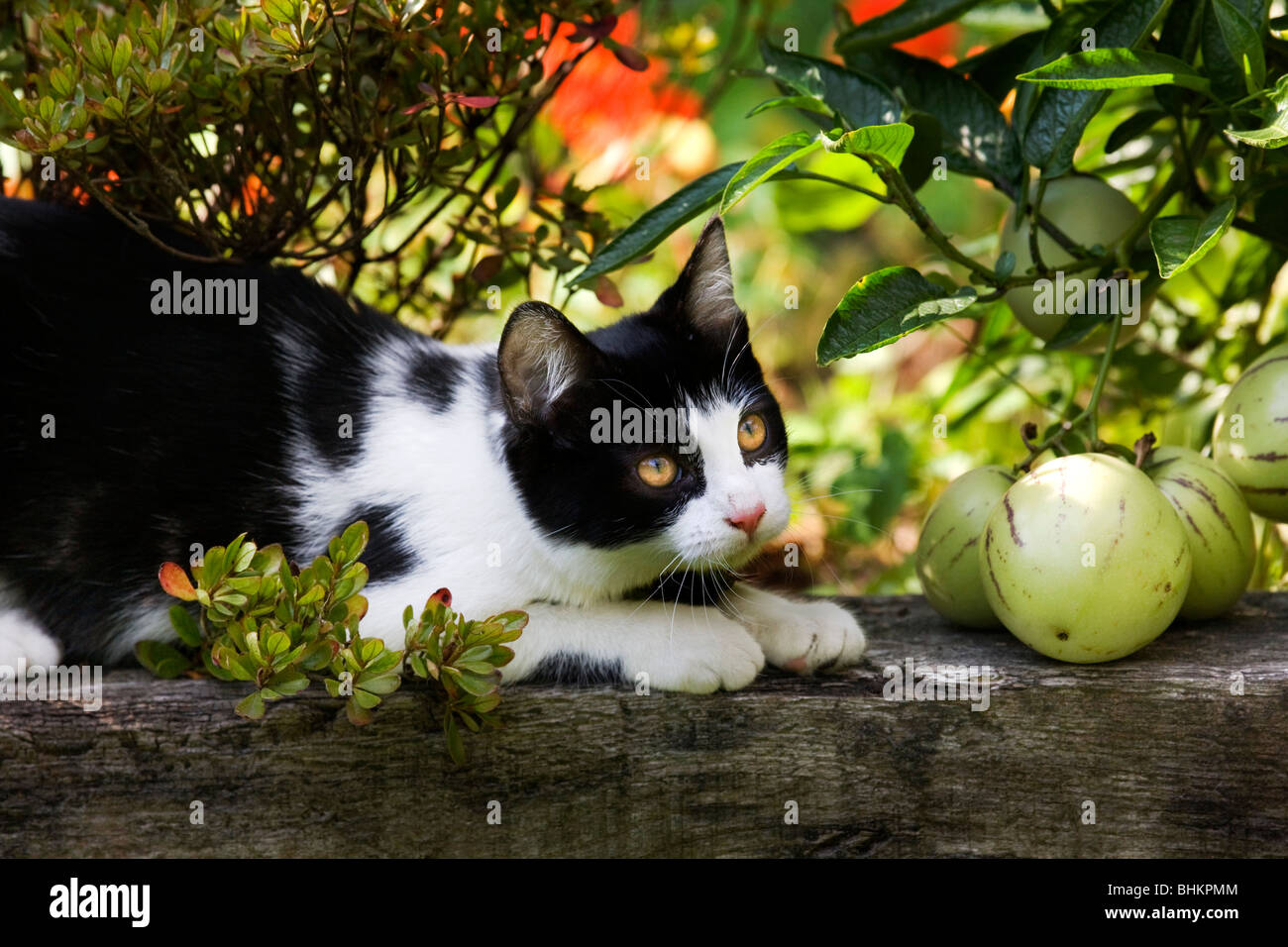 Gatto di casa (felis catus) in giardino Foto Stock