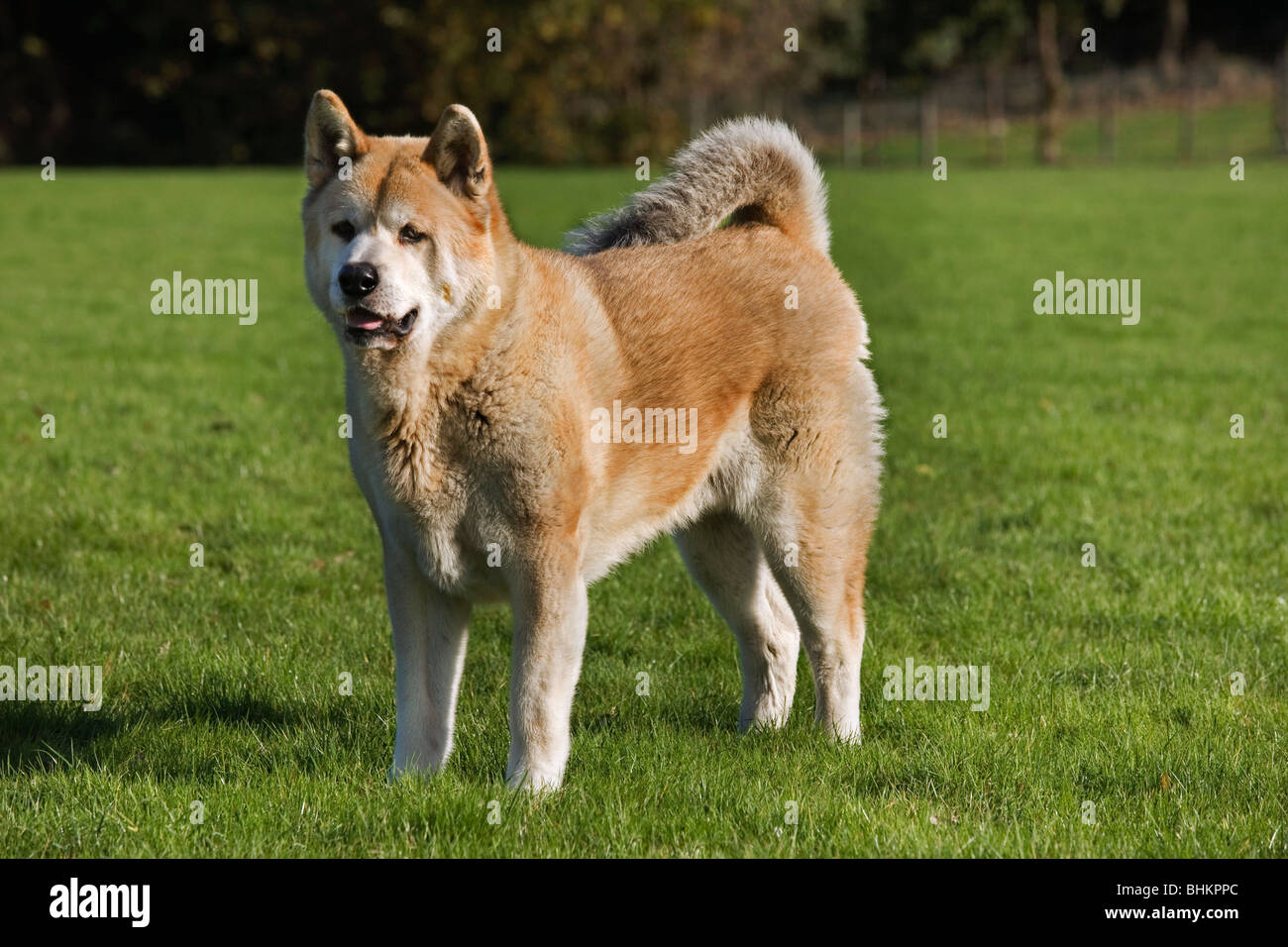 Akita Inu / giapponese Akita Akita /-ken (Canis lupus familiaris) in giardino Foto Stock