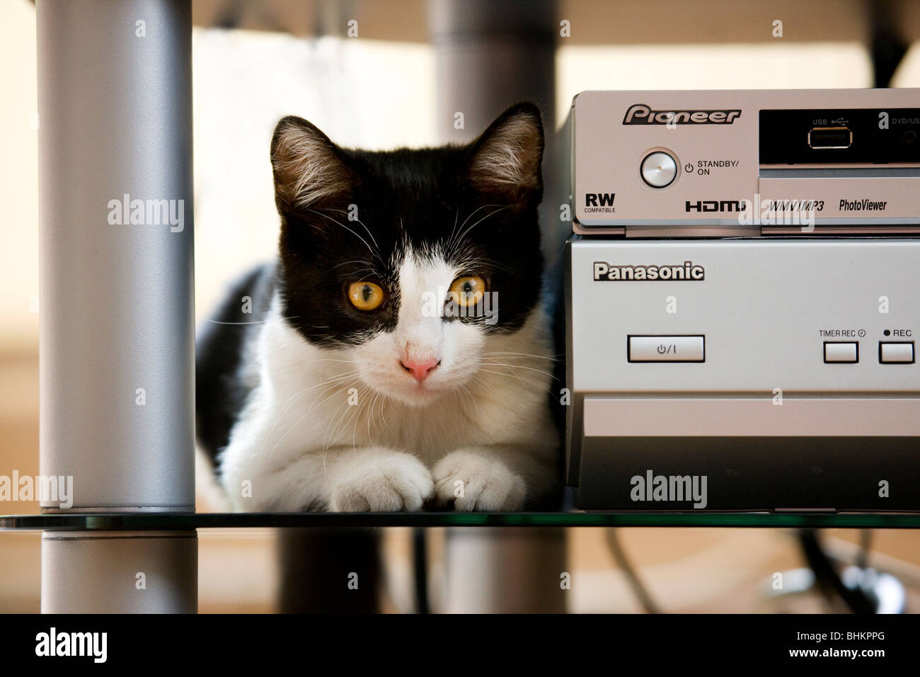 Gatto di casa (felis catus) accanto alle apparecchiature stereo nel soggiorno Foto Stock