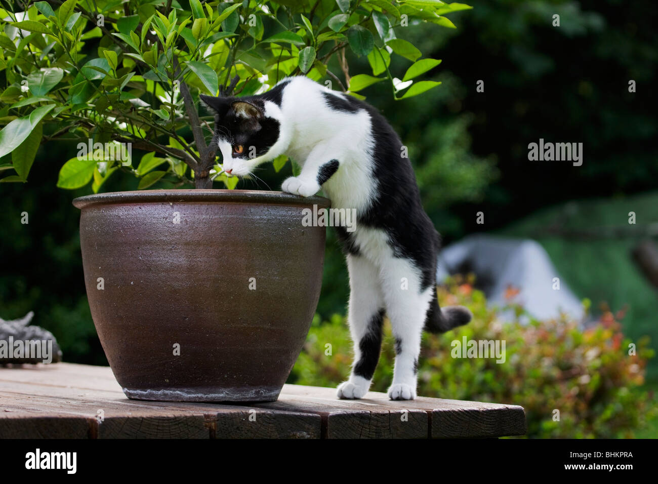 Gatto di casa (felis catus) cercando in vaso di fiori in giardino Foto Stock