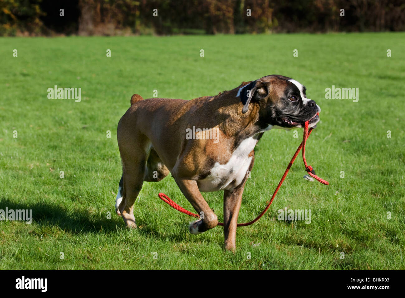 Cane Boxer (Canis lupus familiaris) con guinzaglio in bocca in giardino Foto Stock