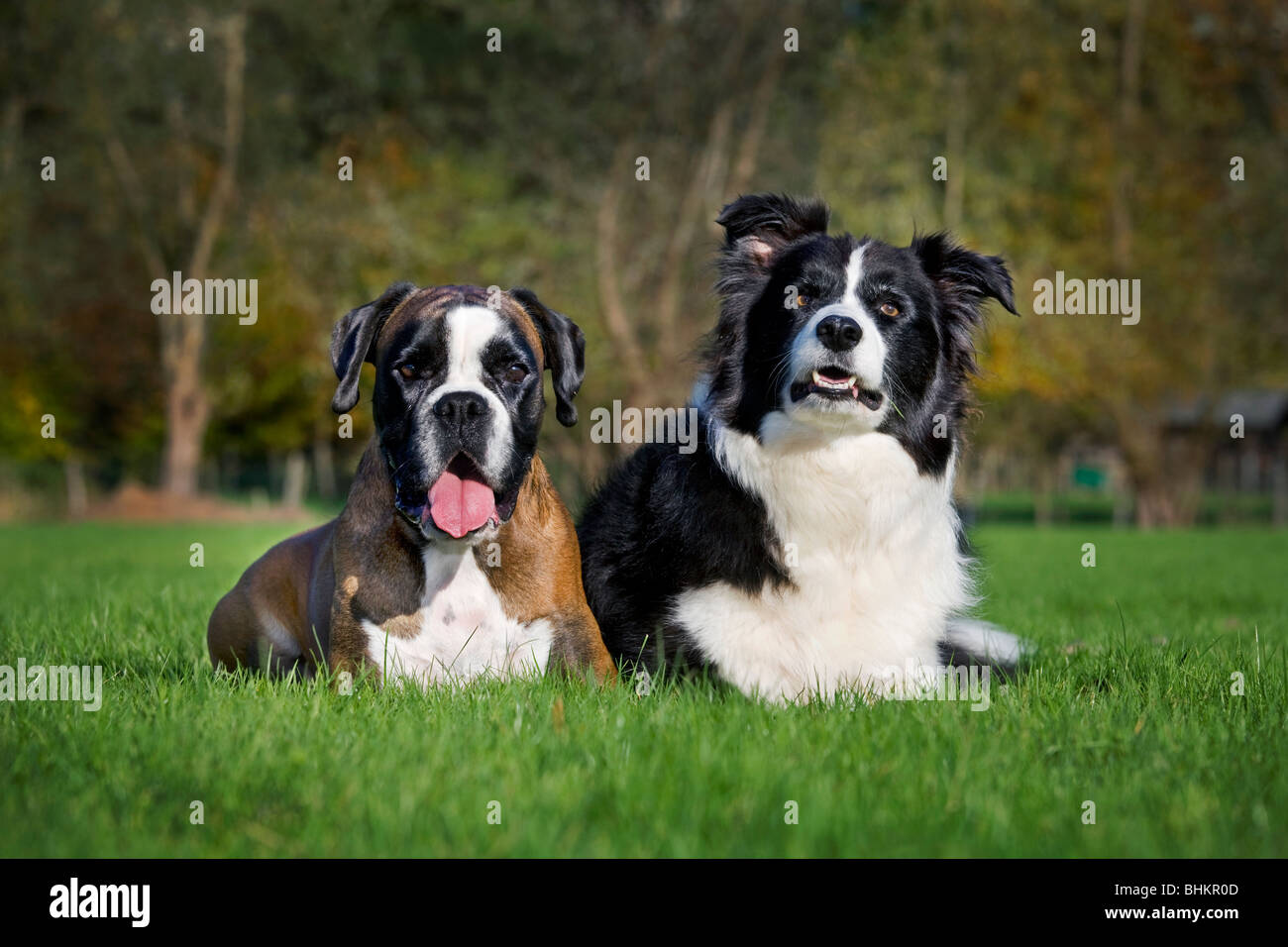 Border Collie e Boxer (Canis lupus familiaris) in giardino Foto Stock