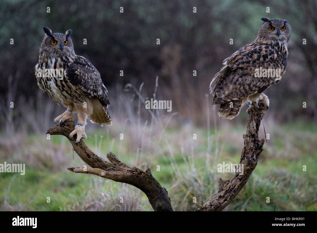 Gufo reale Bubo bubo due adulti maschi e femmine si appollaia su ceppo di albero Gloucestershire, Regno Unito Foto Stock
