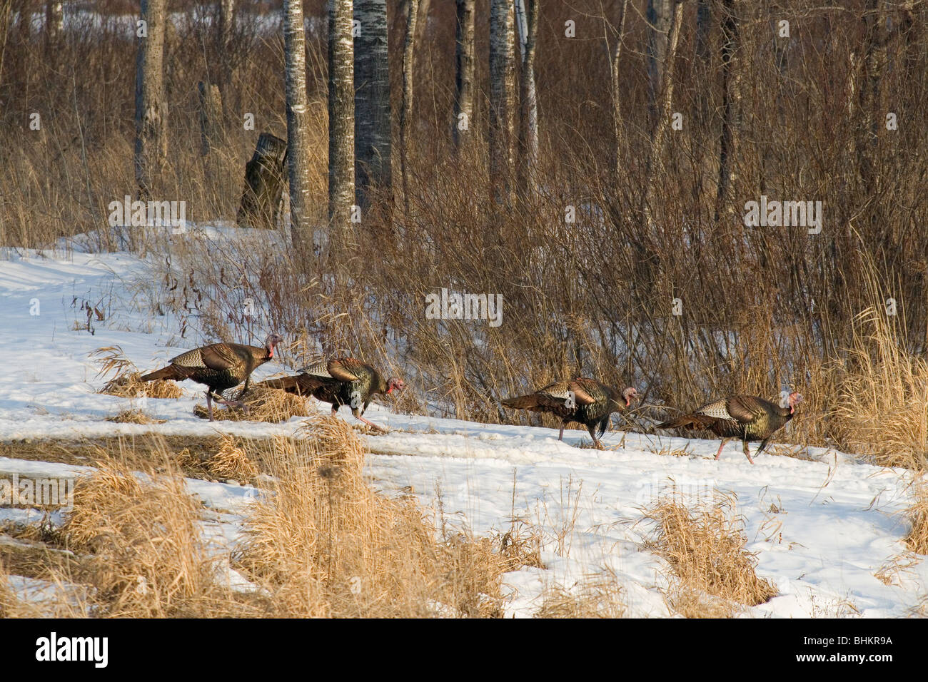 Eastern wild turchia Foto Stock