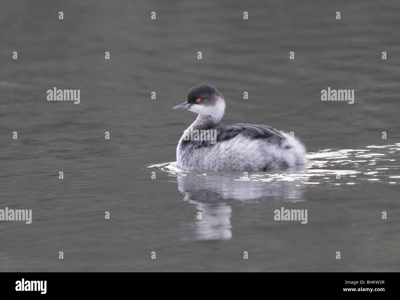 Collo Nero svasso,Podiceps nigricollis,d'inverno piumaggio,Porto di Newlyn,Cornwall.U.K. Foto Stock