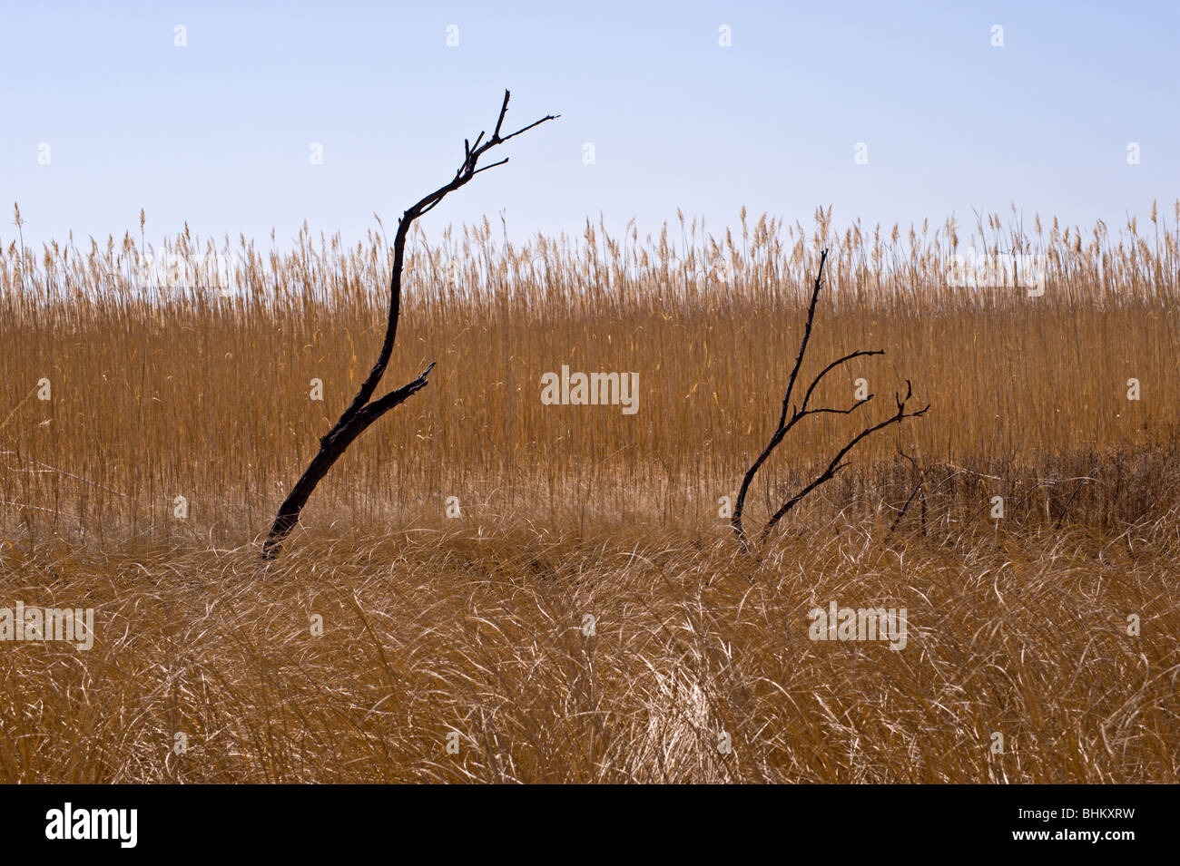 Alte erbe dorate ondeggiano nella brezza, al Bitter Lake National Wildlife Refuge vicino a Roswell, New Mexico. Foto Stock