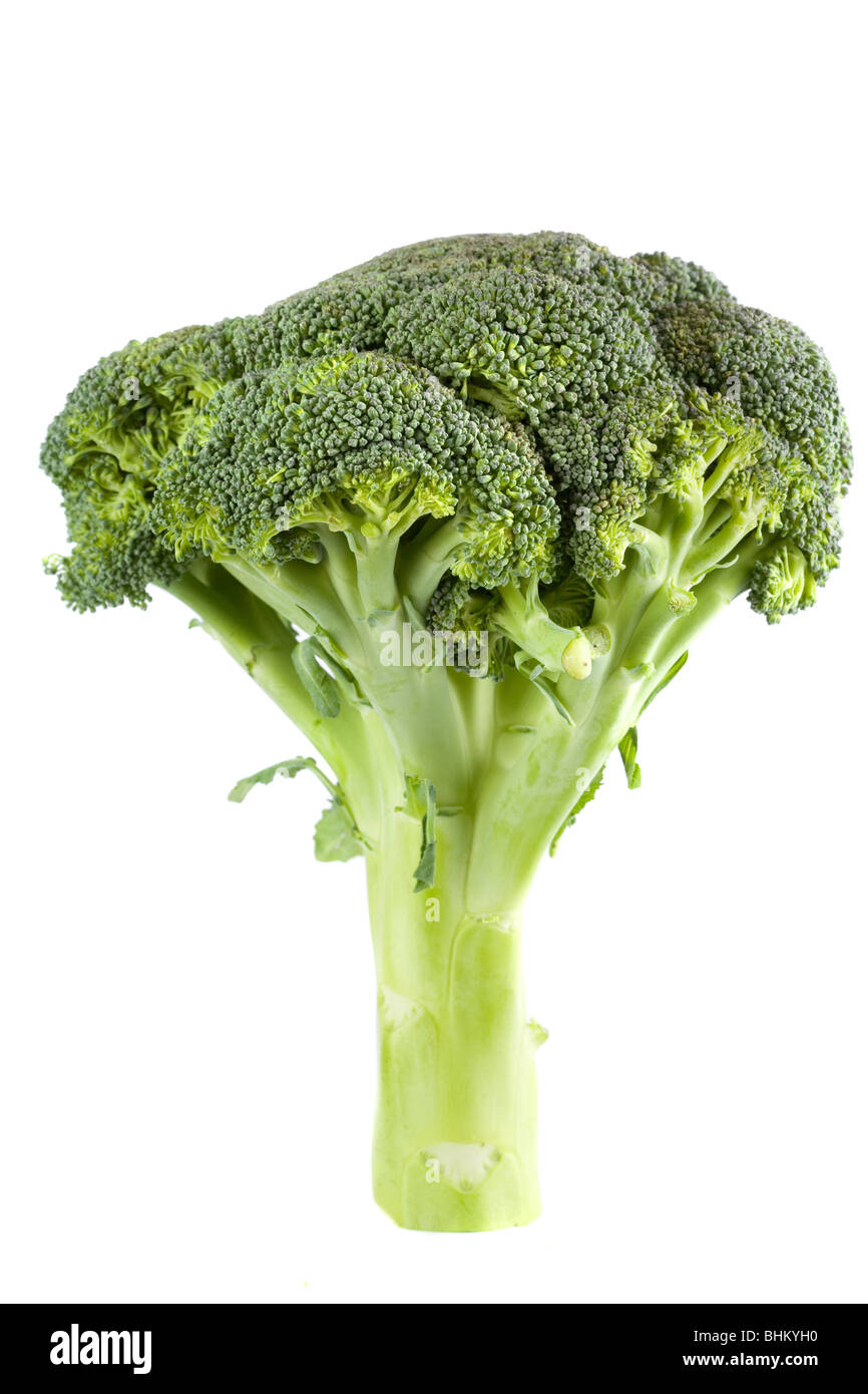 Broccoli isolati su sfondo bianco Foto Stock
