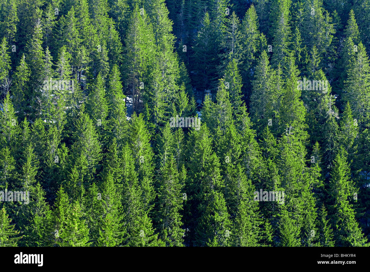 Immagine di una parte di una foresta di conifere Foto Stock