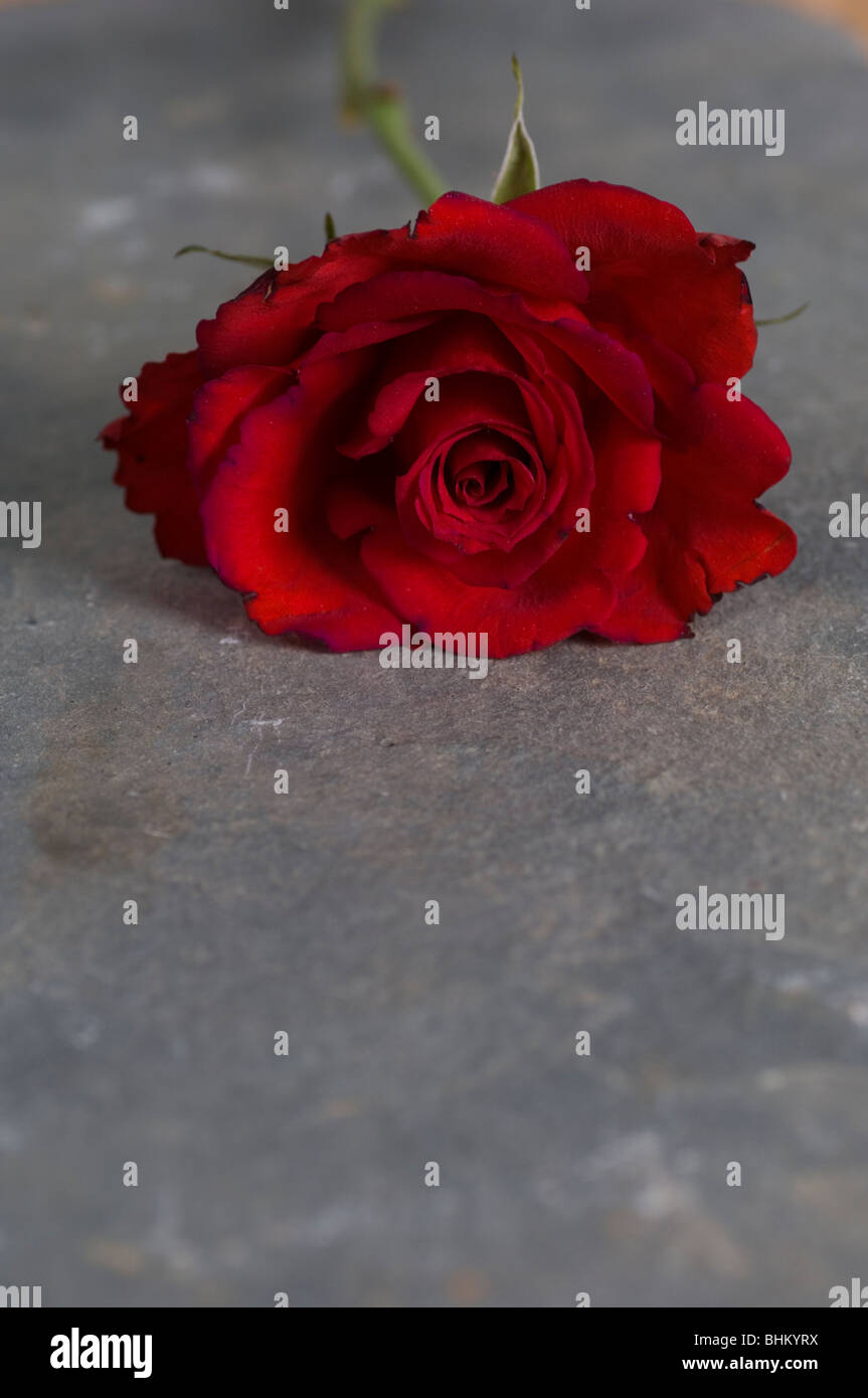 Una rosa rossa sul terreno Foto Stock