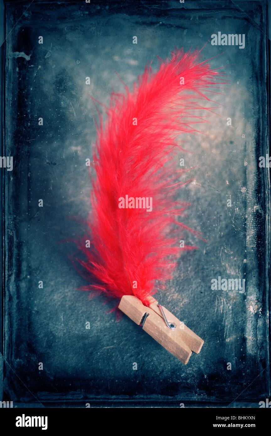 Red Feather afferrato da un picchetto in legno Foto Stock