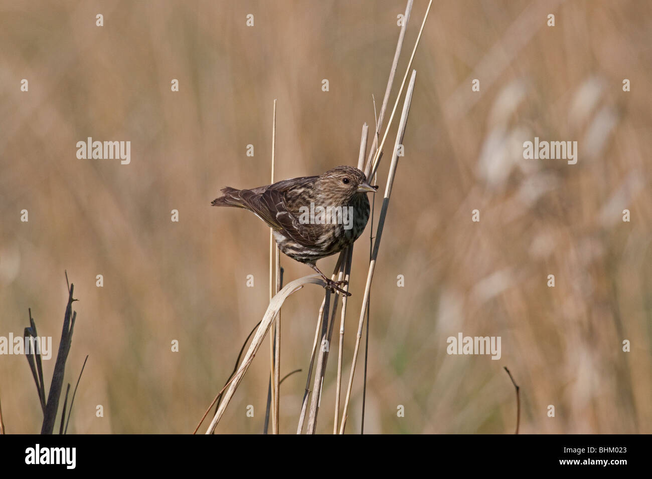 Siskin del pino Foto Stock