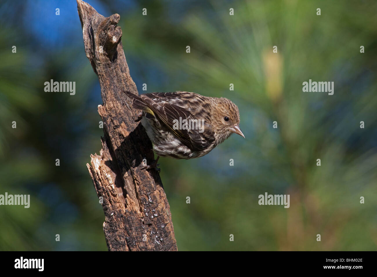Siskin del pino Foto Stock
