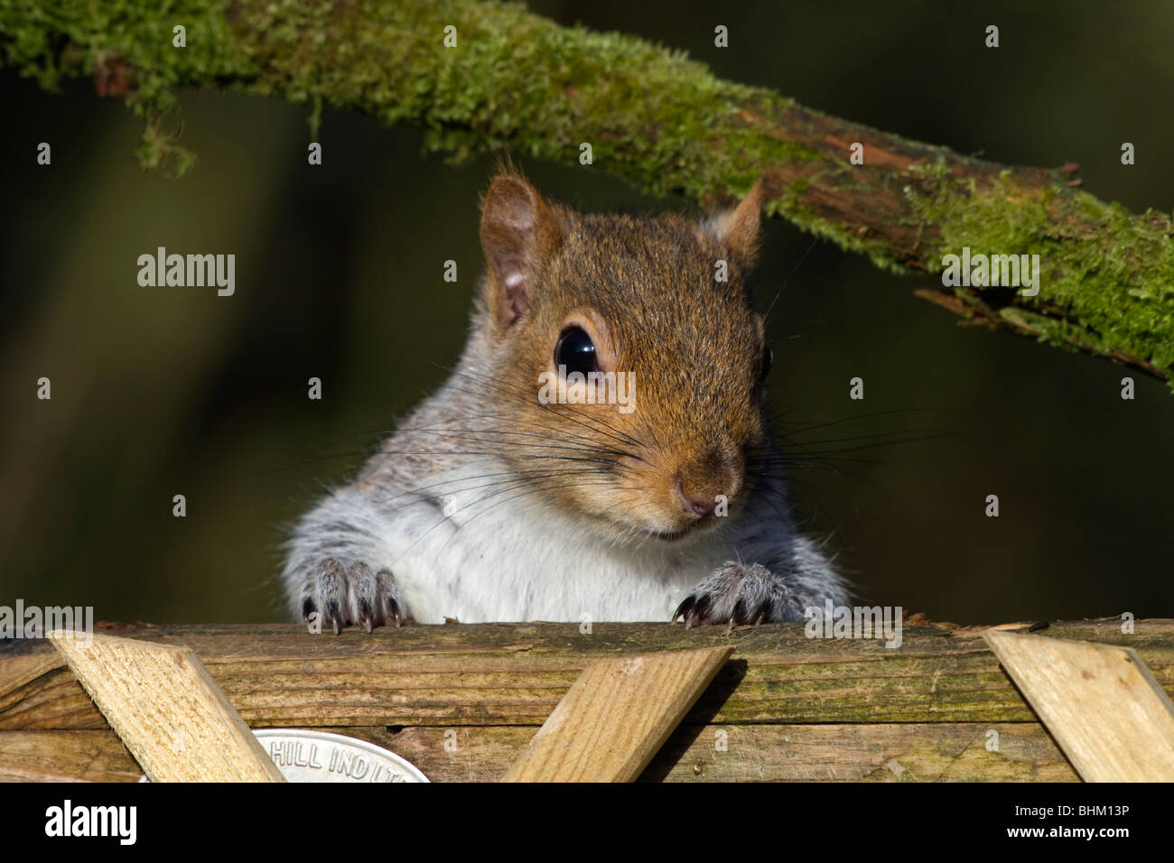 Scoiattolo grigio; Sciurus carolinensis; su un giardino recinto Foto Stock