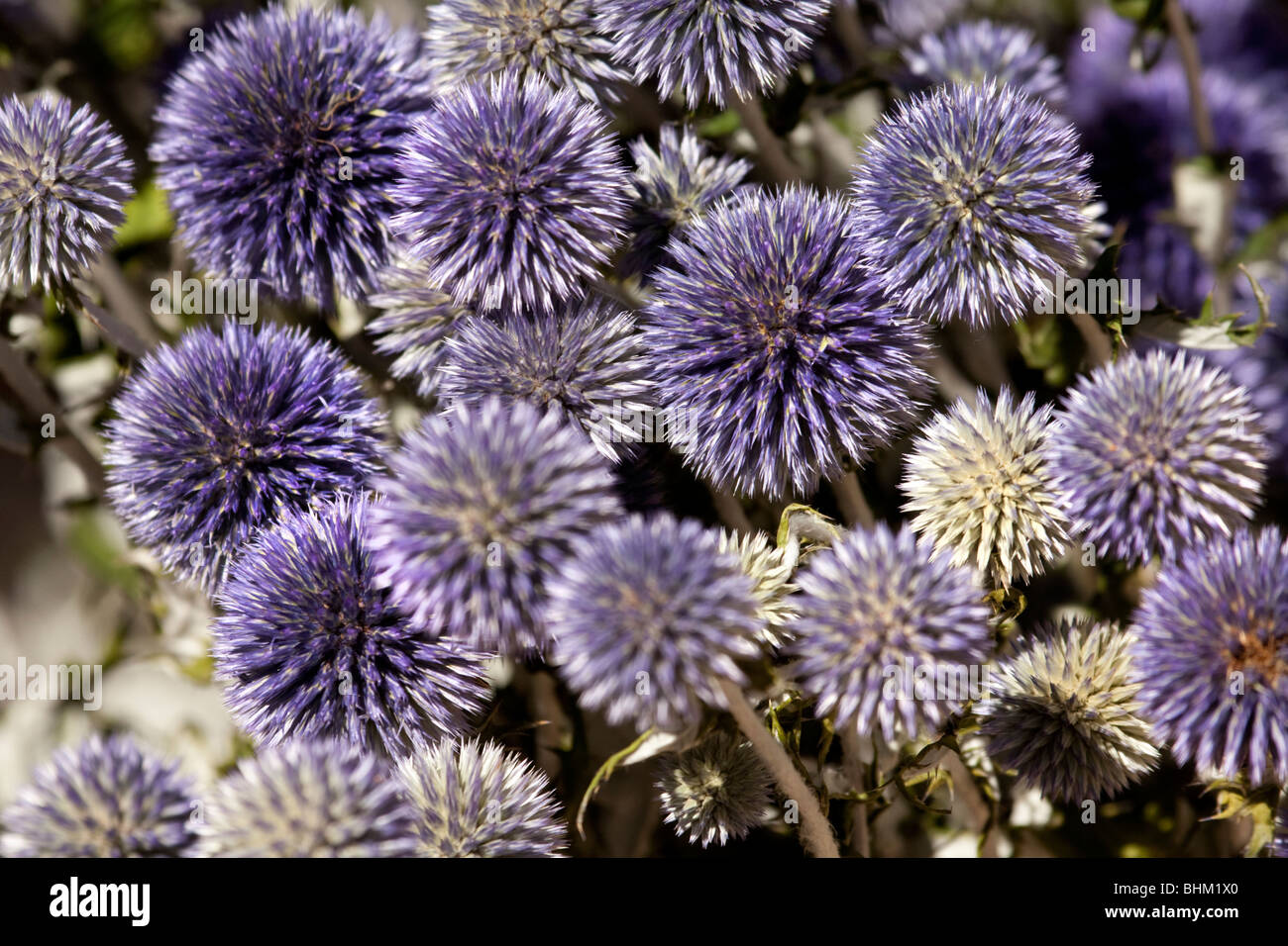 Echinops, fiori viola, Souillac, Francia Foto Stock