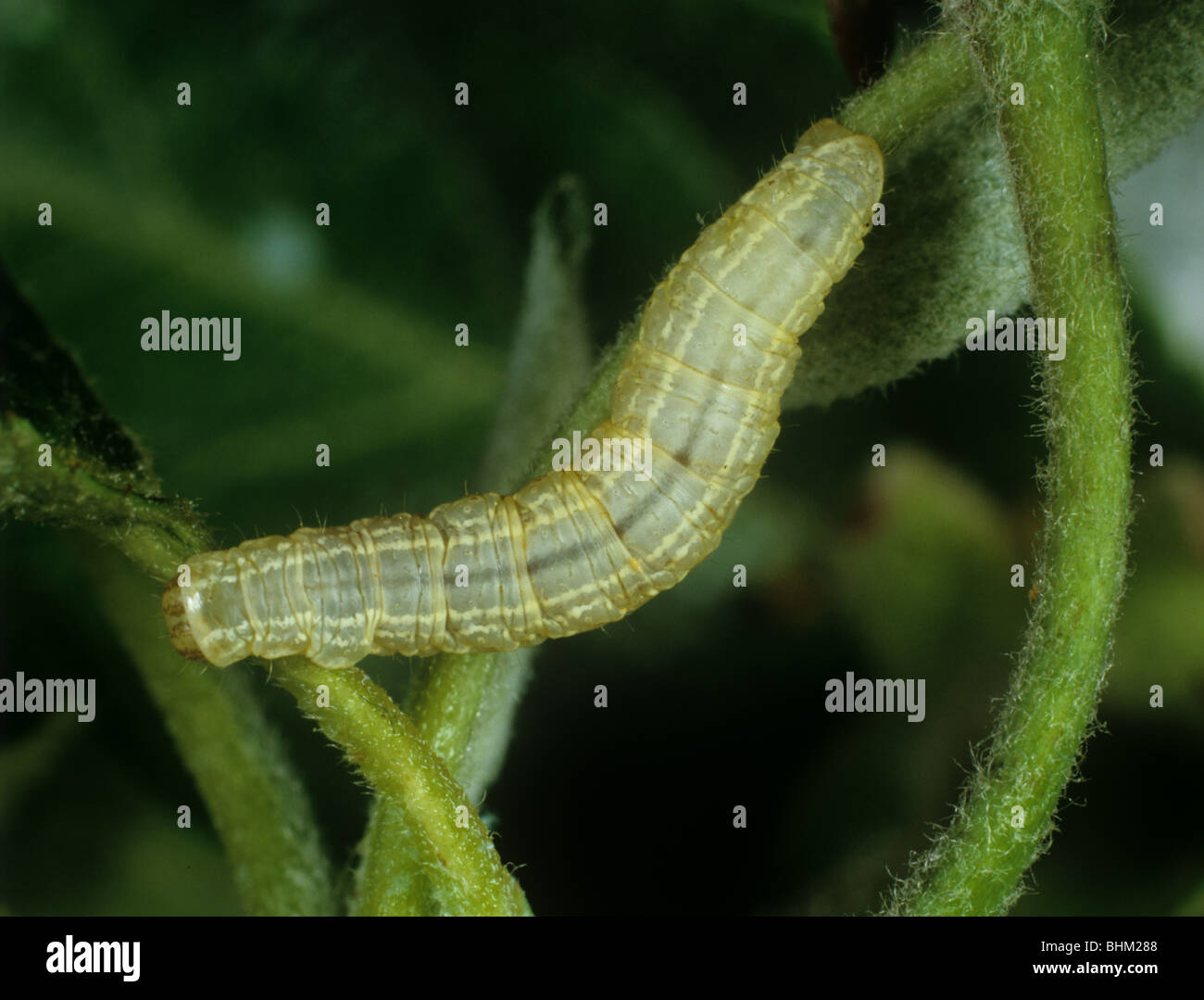 Falena invernale (Operophtera brumata) caterpillar e danneggiato i giovani foglie di Apple Foto Stock