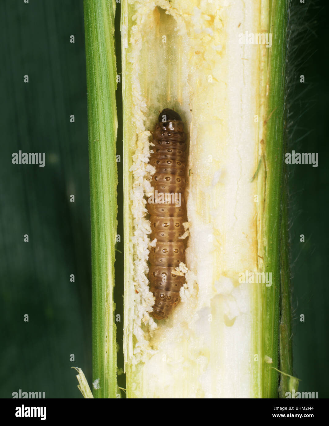 Piralide del mais (Ostrinia nubialis) caterpillar in mais danneggiati stelo Foto Stock