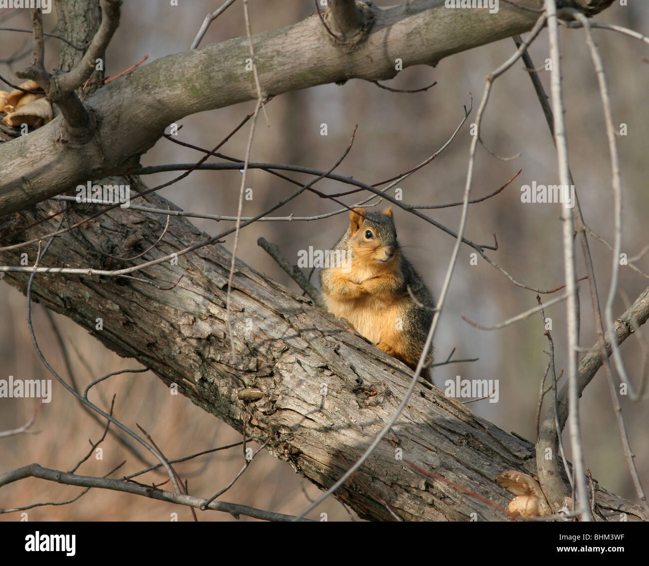 Fox Squirrel Ohio mammifero roditore tree animale della fauna selvatica Foto Stock