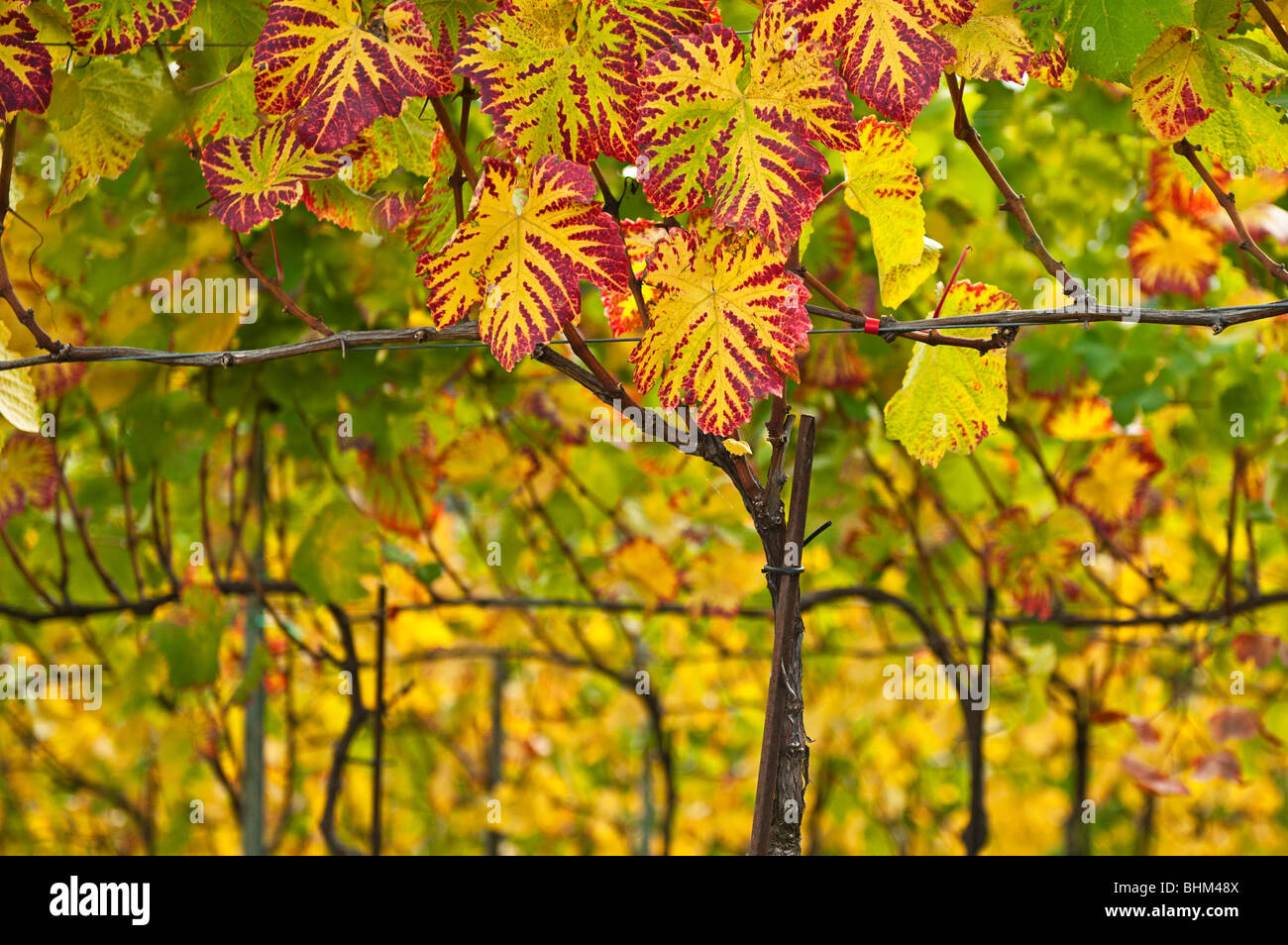 In autunno le foglie di vite Foto Stock