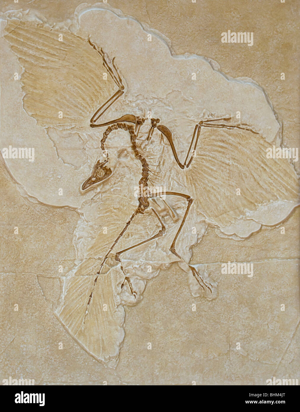 Archaeopteryx battenti uccello di dinosauri fossili antenato espressi nel museo preistorico Boxtel, Paesi Bassi Foto Stock