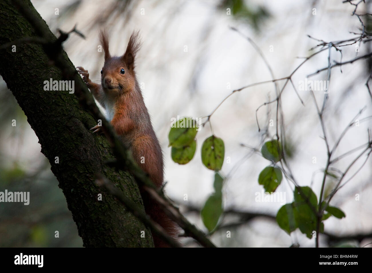 Red scoiattolo (Sciurus vulgaris), Parilly Park, Lione, Francia Foto Stock