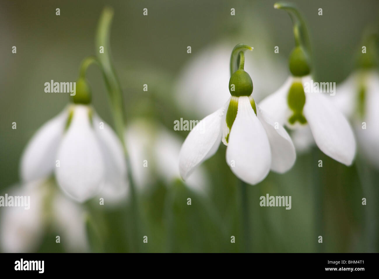 Un Galanthus fiore o 'Sora Drop' un inizio primavera fiorisce in Oregon, USA Foto Stock
