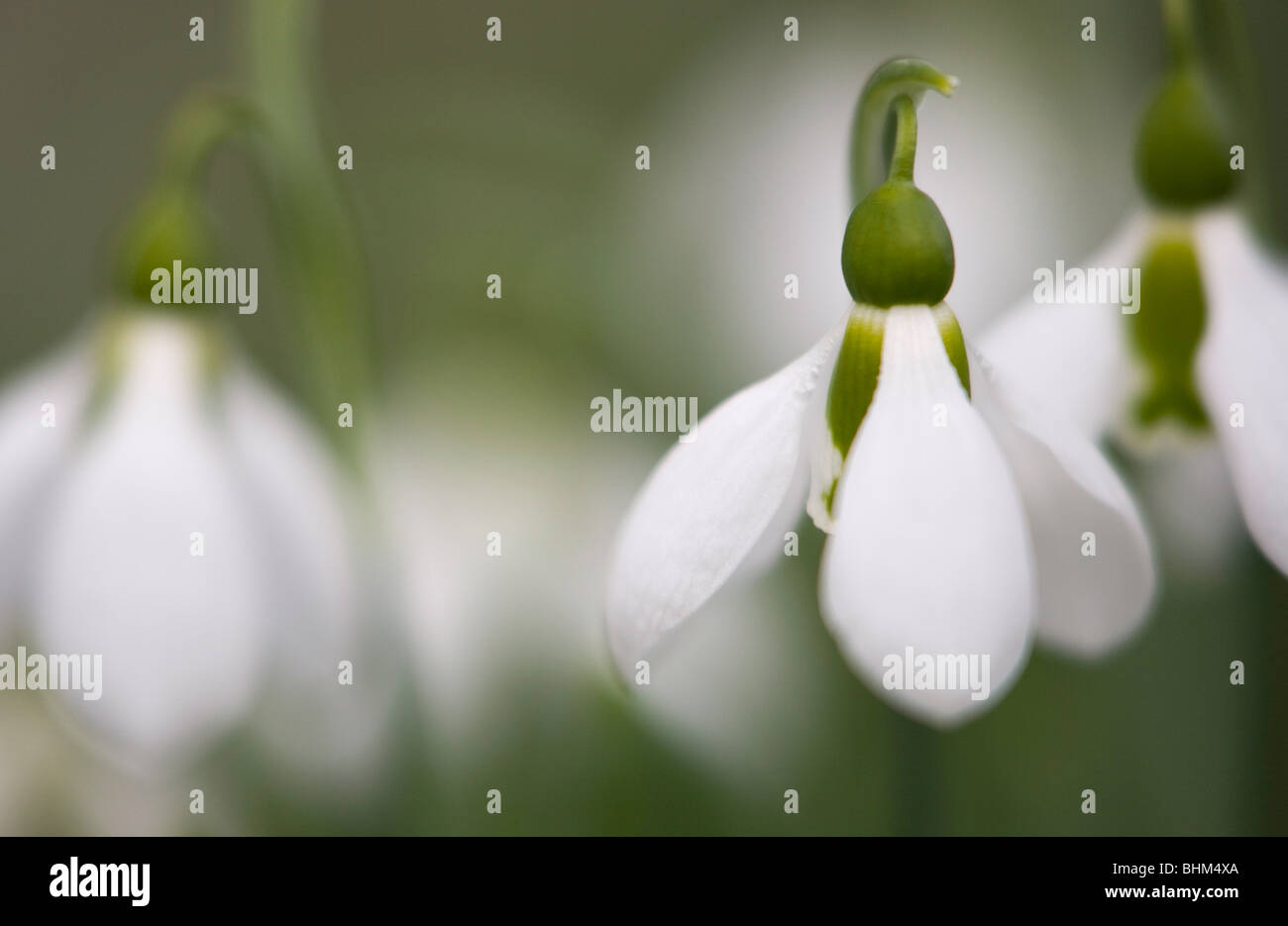 Un Galanthus fiore o 'Sora Drop' una primavera precoce fioritura della lampadina in Oregon, USA Foto Stock