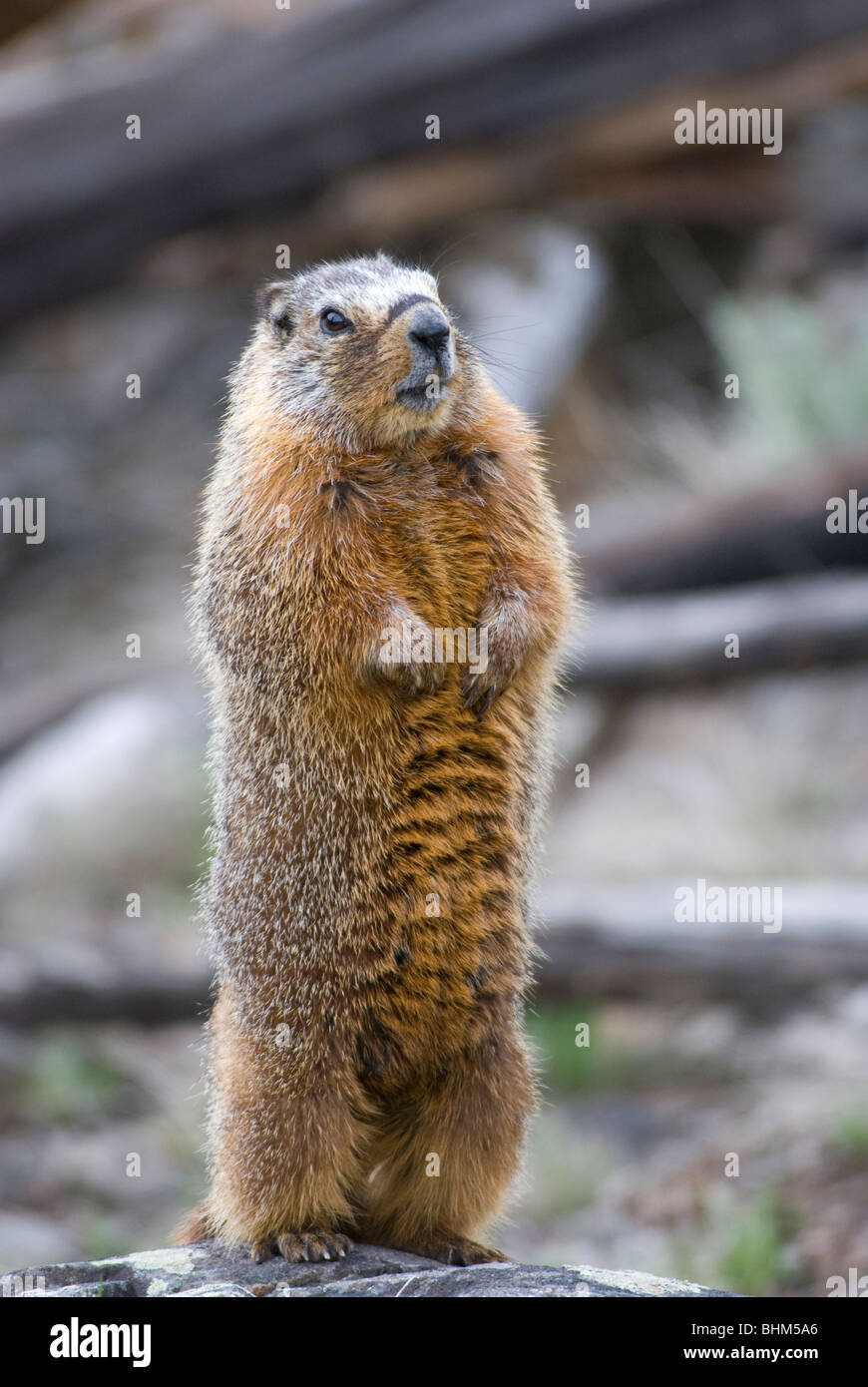 Yellow-Bellied marmotta nel Parco Nazionale di Yellowstone Foto Stock