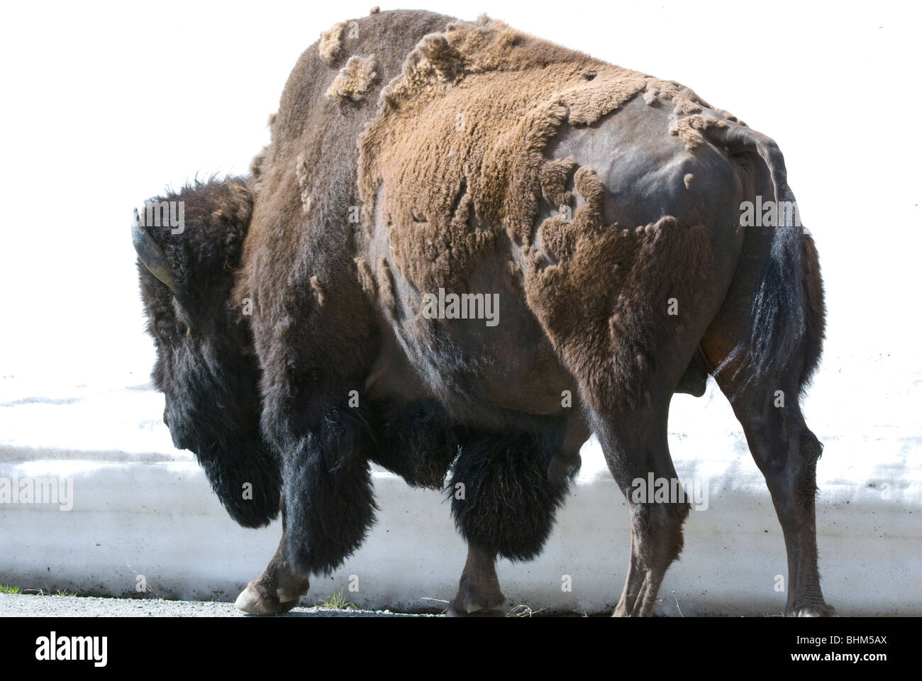 Bison in Lamar Valley, il Parco Nazionale di Yellowstone Foto Stock