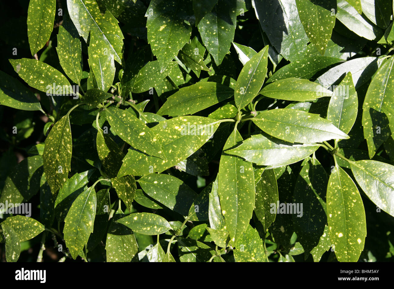 Emily Rose alloro giapponese, polvere d'oro pianta, Giapponese alloro, Spotted-Laurel, Aucuba japonica variegata "', Cornaceae Foto Stock