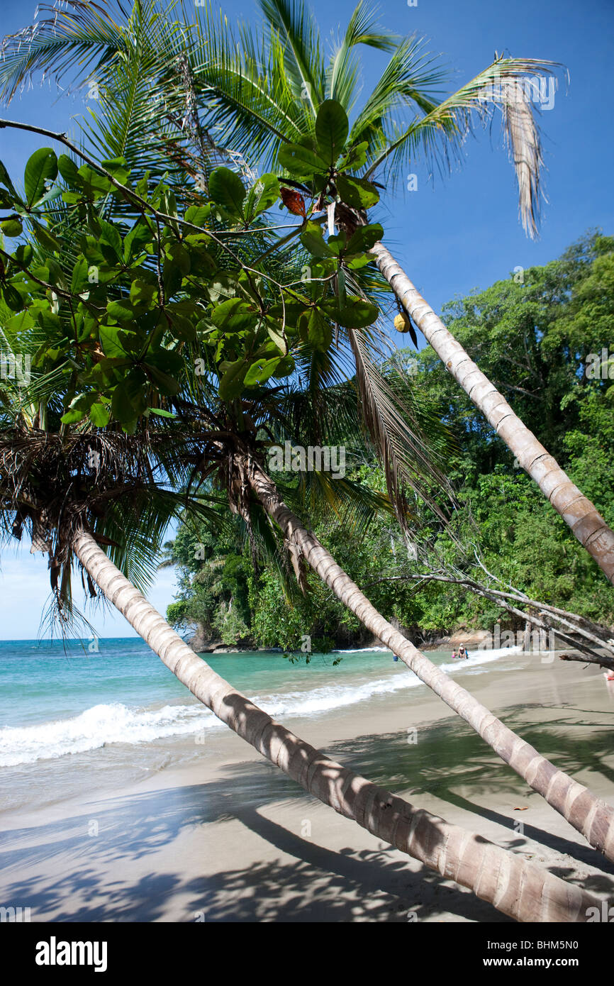 Punta Uva sulla costa dei Caraibi Costa Rica Foto Stock