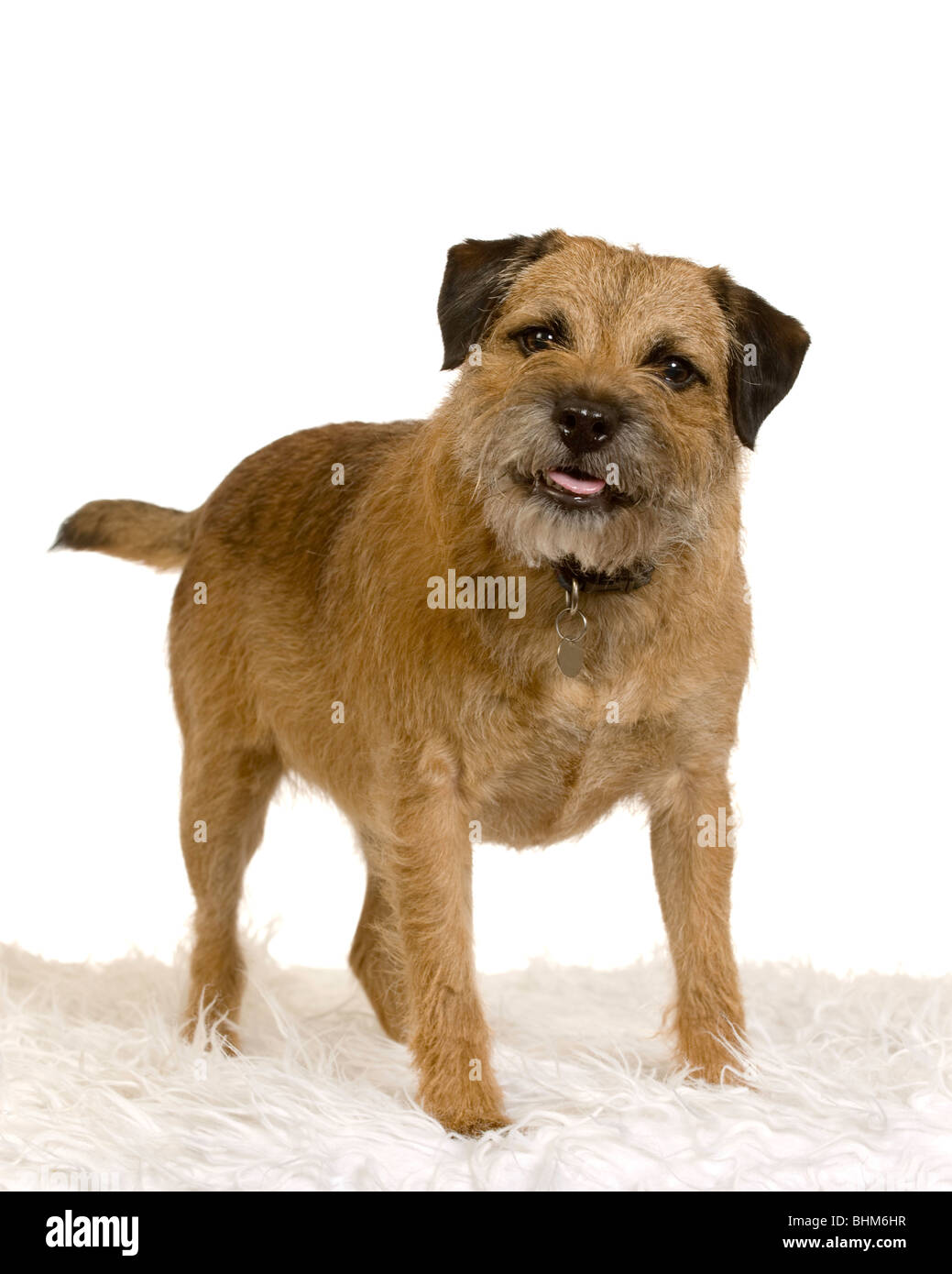 Border Terrier Foto Stock