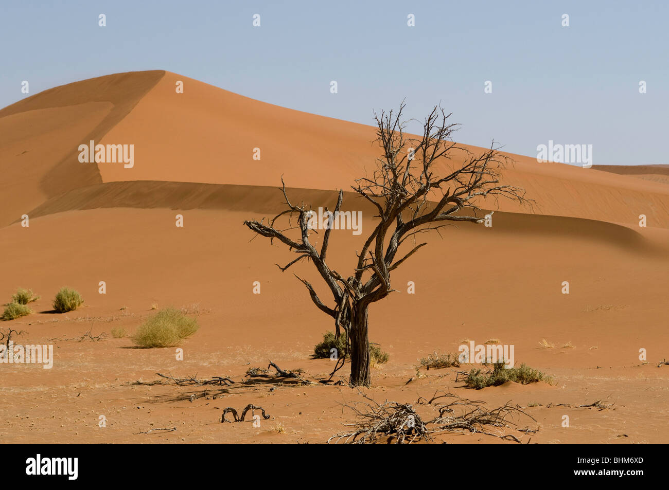 Camel Thorn Tree, Acacia erioloba, nascosto Vlei, Sesriem, Namibia deserto. Dune rosse. Foto Stock