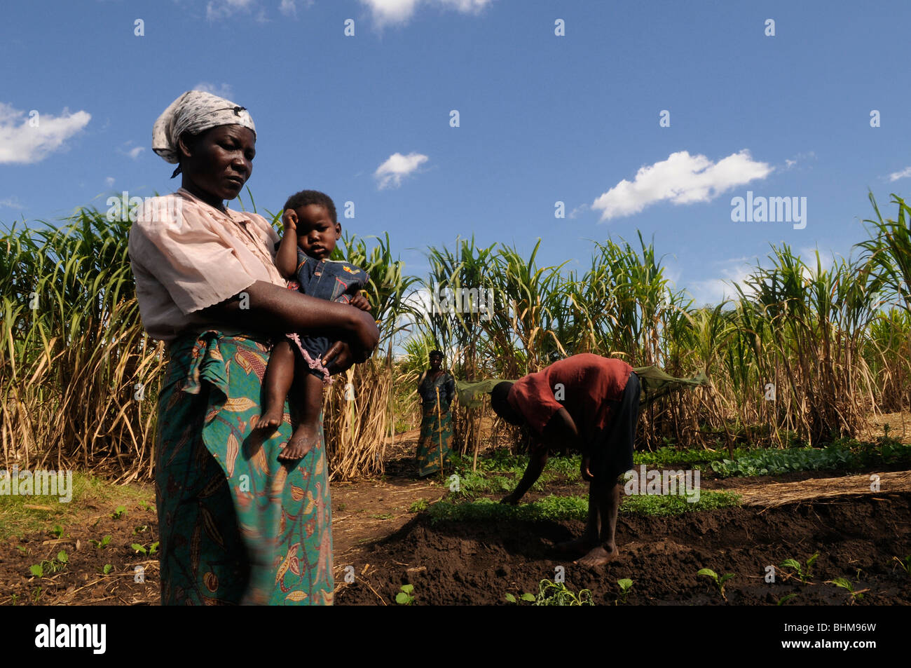 Gli agricoltori che lavorano in una fattoria in Africa Malawi Foto Stock