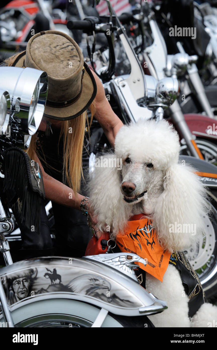 Un barboncino cane a bikers rally in Weston-Super-Mare Regno Unito Foto Stock