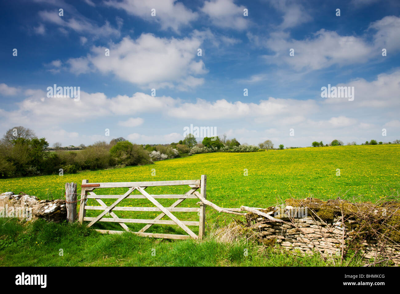 Ranuncolo prato in Cotswolds vicino Daneway, Gloucestershire, Inghilterra. Molla (aprile) 2009 Foto Stock