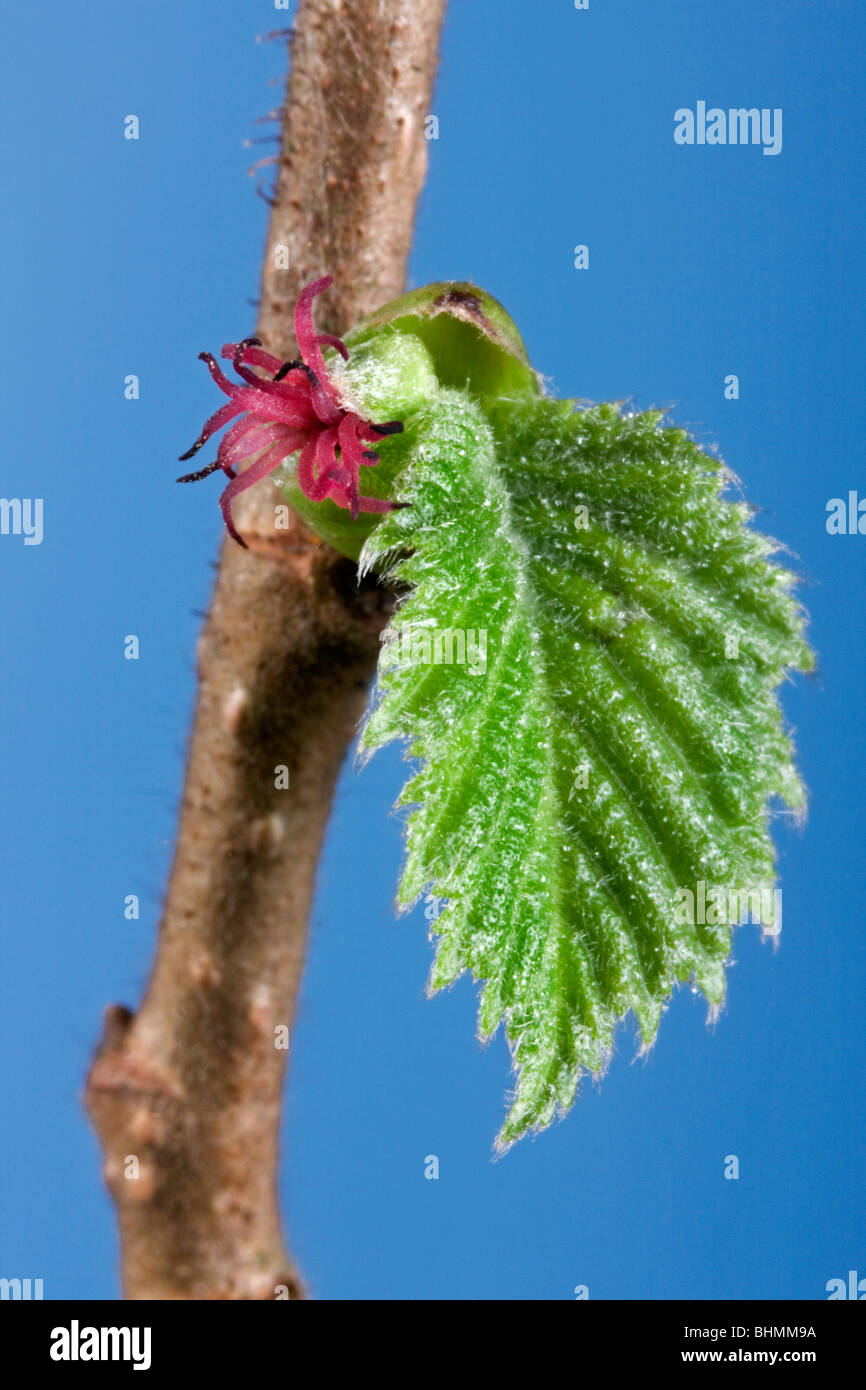 Comune di nocciolo (Corylus avellana) ramo con amenti femmina e foglia di molla, Belgio Foto Stock