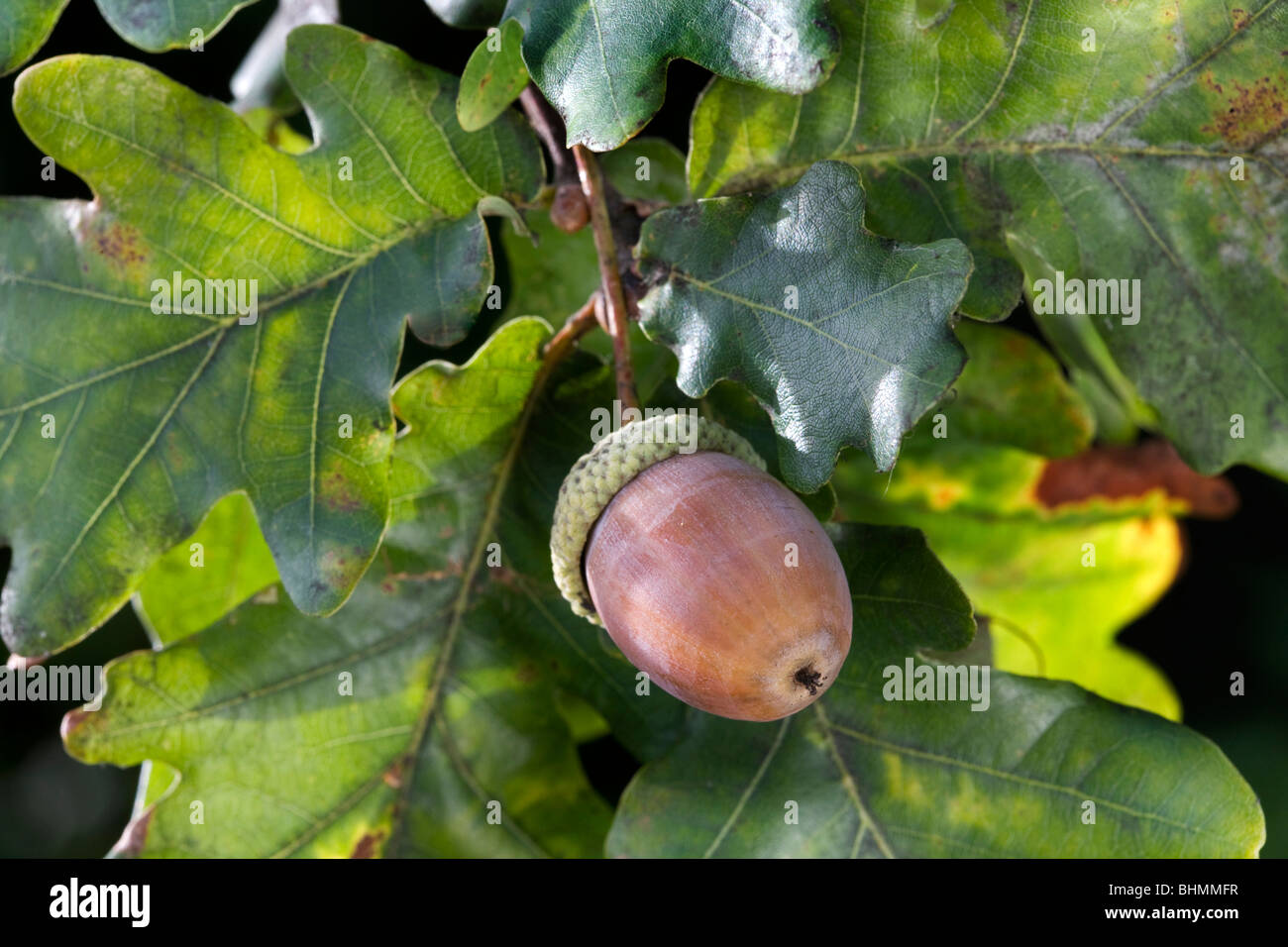 Inglese / Quercia Pendunculate quercia (Quercus robur) ghiande e foglie, Belgio Foto Stock