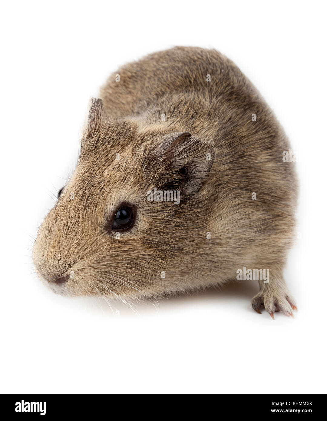 La cavia in studio contro uno sfondo bianco. Foto Stock