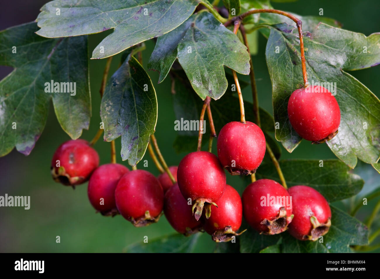 Biancospino (Crataegus monogyna) che mostra le foglie e bacche rosse, Belgio Foto Stock