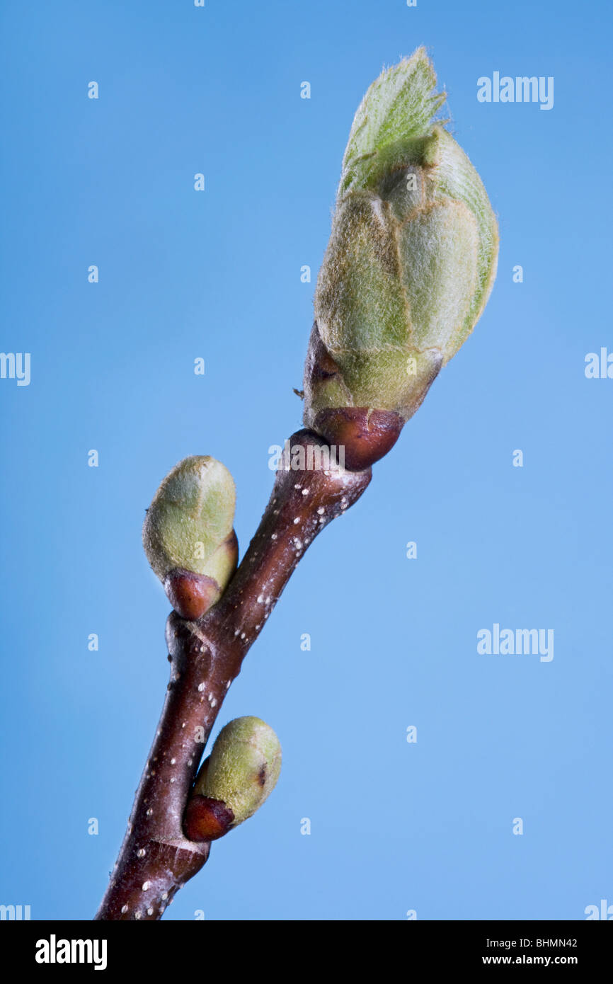 Sweet Chestnut / Marron (Castanea sativa) le gemme e le foglie emergenti Foto Stock