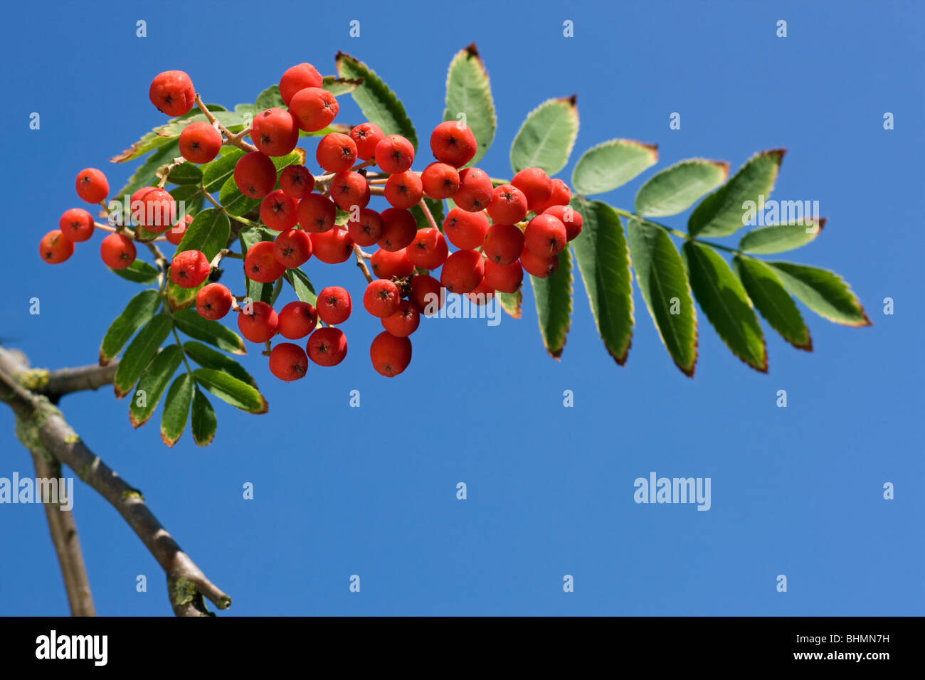 Unione Rowan (Sorbus aucuparia) che mostra le foglie e bacche rosse Foto Stock